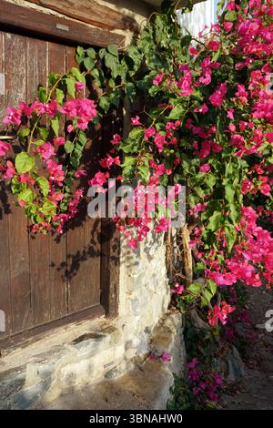 Village de Chypre, Une scène vibrante de la nature, avec un buisson avec des grappes de fleurs de bougainvilliers rose vif descendant en cascade ses branches. Le buisson est à côté d'une porte en bois rustique, qui est faite de bois brun foncé ou brun rougeâtre et a un aspect légèrement altéré. La porte est placée dans un mur de pierre, qui est un mélange de pierres gris clair et foncé / brun. Le sol autour du buisson et de la porte est un mélange de saleté et de petites pierres. La scène est baignée de soleil, projetant des ombres sur la porte et les alentours Banque D'Images