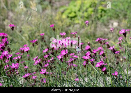 Groupe de fleurs roses chartreuses (Dianthus carthusianorum). Fleur sauvage rare. Banque D'Images