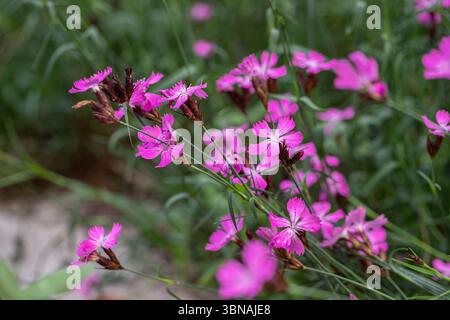 Groupe de fleurs roses chartreuses (Dianthus carthusianorum). Fleur sauvage rare. Banque D'Images