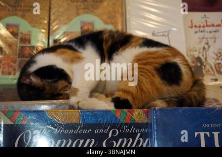 Un chat calico avec une fourrure noire, orange et blanche est enroulé dans un sommeil paisible sur une pile de livres. La tête du chat repose sur un livre avec une couverture bleue et un motif coloré, et sa queue est enroulée autour d'un autre livre avec une couverture bleue. Les livres sont empilés les uns sur les autres, créant un sentiment de profondeur et de perspective. Le fond est flou, dessinant le focus sur le chat et les livres. La fourrure du chat semble douce et moelleuse. Légende façonnée par l'œil d'un artiste et l'imagination. Istanbul, Turquie. La plus grande ville de Turquie et l’une des rares villes transcontinentales au monde, couvrant les deux parties de l’Europe Banque D'Images