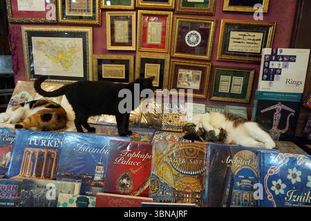 Un chat noir debout sur une pile de livres. Les livres sont disposés de manière visuellement attrayante, avec leurs épines tournées vers l'extérieur. Le chat est positionné sur le dessus des livres, avec ses pattes avant reposant sur les épines. Les livres sont principalement rouges, bleus et blancs, et comportent des titres tels que « architecte » et d'autres. Les livres sont empilés sur une surface qui semble être une table ou une étagère, et le fond présente un mur orné de photos encadrées et de certificats. Le mur est de couleur rouge foncé ou Bordeaux. Les livres sont disposés de manière à créer un affichage visuellement intéressant. Un artis Banque D'Images