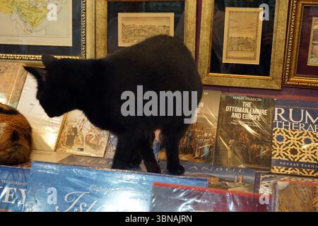 Un chat noir marche sur une pile de livres dans une pièce avec un mur rouge foncé ou Bordeaux. Les livres sont disposés de manière quelque peu aléatoire, certains se tenant debout et d'autres à plat. Le chat est positionné sur le côté gauche de la pile, avec son corps tourné vers le côté droit. Les livres sont ornés de divers titres et images de couverture, y compris une carte, un livre intitulé « L'Empire ottoman et l'Europe », et un livre intitulé « thérapie au rhum ». Les livres sont encadrés dans des cadres dorés, et une partie d'un autre chat est visible dans le coin inférieur gauche. L'œil d'un artiste et l'imagination façonnent capt Banque D'Images