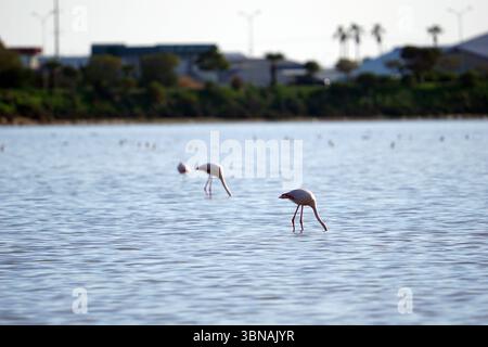 Chypre, Lac salé de Larnaca, l'image montre un groupe d'au moins trois flamants roses pataugant dans un plan d'eau calme. Les flamants roses sont positionnés dans une ligne lâche, avec l'un légèrement en avant des autres. L'eau est de couleur bleu-gris clair, et le fond présente un mélange d'arbres et de structures, créant un cadre naturel et urbain. L'arrière-plan est légèrement flou, attirant l'attention sur les flamants roses au premier plan. L'éclairage suggère qu'il pourrait être en fin d'après-midi ou en début de soirée. Un œil d'artiste et une imagination façonnée Banque D'Images