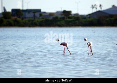 Chypre, Lac salé de Larnaca, l'image montre un groupe d'au moins quatre flamants roses debout dans un plan d'eau. Les flamants roses sont orientés à l'opposé de la caméra, avec leurs longs cols et jambes minces visibles. L'eau est relativement calme, avec de douces ondulations. En arrière-plan, il y a des structures et des arbres, suggérant un environnement naturel. Le ciel est d'un bleu clair, et l'éclairage général suggère qu'il est probablement le jour. Un œil d'artiste et une imagination façonnée Banque D'Images