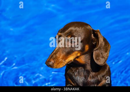 Petit teckel miniature hot-dog se rafraîchissant par une chaude journée d'été dans une pataugeoire pleine d'eau. Banque D'Images