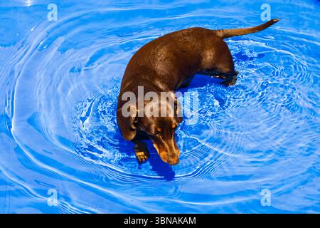 Petit teckel miniature hot-dog se rafraîchissant par une chaude journée d'été dans une pataugeoire pleine d'eau. Banque D'Images