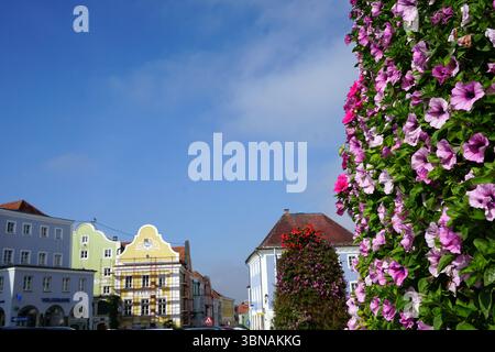 Schärding, le charmant joyau baroque près de la rivière Inn en haute-Autriche. Connu pour la rangée colorée baroque "Silberzeile" de maisons de guilde pastel et murs médiévaux bien conservés et portes., Une scène de rue dynamique. La rue est bordée de bâtiments colorés, dont un bâtiment jaune avec un toit rouge et un bâtiment blanc avec un toit rouge. Un grand buisson orné de fleurs roses et violettes est proéminent sur le côté droit de l'image. Le ciel au-dessus est d'un bleu clair, avec quelques nuages dispersés à travers lui. La perspective de l'image est d'un angle bas, regardant les bâtiments, donnant un sens de Banque D'Images