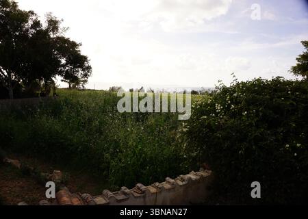 Un paysage rural serein. Au premier plan, un mur de pierre avec un toit en tuiles brun rougeâtre se dresse, occultant partiellement un champ de hautes herbes vertes. Une petite section d'un mur de briques brun rougeâtre est visible derrière l'herbe. À gauche, un grand arbre avec un tronc épais et des feuilles vertes luxuriantes fournit de l'ombre. Sur la droite, un buisson avec des fleurs blanches ajoute une touche de couleur à la scène. Au loin, un champ s'étend, parsemé d'arbres et de buissons, et une faible ligne d'horizon est visible. Le ciel est bleu clair avec quelques nuages éparpillés., Argaka, Chypre Banque D'Images