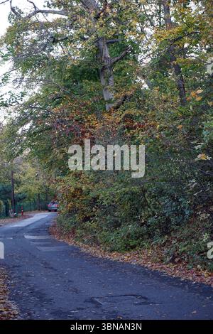 Une route asphaltée sinueuse entourée d'une forêt luxuriante et verdoyante. La route courbe doucement vers la gauche, disparaissant au loin. Les arbres bordant la route sont ornés d'un mélange de feuilles vertes, jaunes et oranges, ce qui suggère que c'est peut-être l'automne. Une petite portion d'une bouche d'incendie rouge est visible sur le côté gauche de la route. Un petit véhicule de couleur foncée est partiellement visible au loin, près du virage de la route. La surface de la route est gris foncé ou asphalte noir., Budapest, Hongrie – la perle enchanteresse du Danube. Banque D'Images