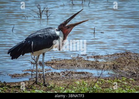Cigogne Marabou mangeant au bord de l'eau dans le parc national du Grand Kruger, Afrique du Sud ; espèce Leptoptilos crumenifer famille des Ciconiidae Banque D'Images