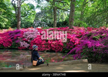 La plantation Isabella dans Richmond Park avec des rhododendrons et des azalées colorés en pleine floraison au début de l'été West London England UK Banque D'Images