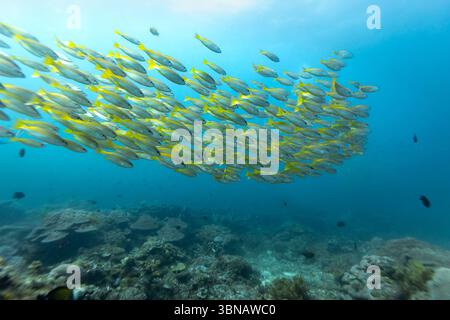 École de Snapper jaune bigeye, Lutjanus lutjanus, nager dans l'eau bleue au-dessus du récif corallien Banque D'Images