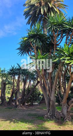Palmiers under blue sky Banque D'Images