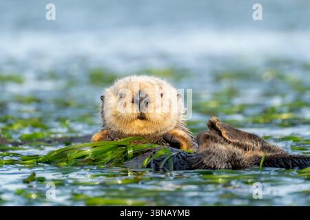 Loutre de mer du Sud (Enhydra lutris), débarquement de mousse, Californie, USA, par Dominique Braud/Dembinsky photo Assoc Banque D'Images