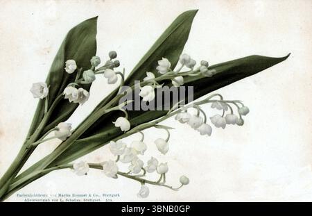 Une illustration botanique délicate du lis de la vallée présente des tiges arquées de fleurs blanches en forme de cloche et de larges feuilles vertes. Imprimée en Farbenlichtdruck par Martin Rommel & Co, Stuttgart, et distribuée par L. Schuler, cette carte allemande du début du XXe siècle (no 511) allie précision scientifique et élégance florale. Banque D'Images