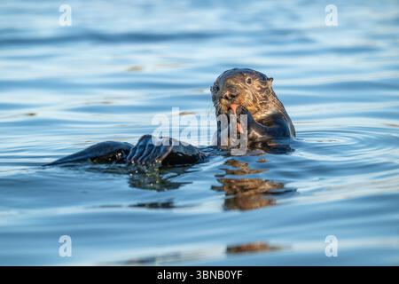 Loutre de mer du Sud (Enhydra lutris), débarquement de mousse, Californie, USA, par Dominique Braud/Dembinsky photo Assoc Banque D'Images