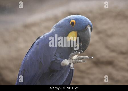 L’aras de jacinthe (Anodorhynchus hyacinthinus), ou aras de jacinthe, ou plus communément appelé « aras bleu », est un perroquet originaire du centre et de l’est Banque D'Images