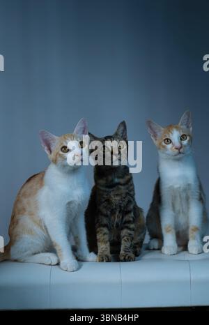 Trois chats extrêmement adorables posant ensemble dans un magnifique décor de studio pour la photographie Banque D'Images