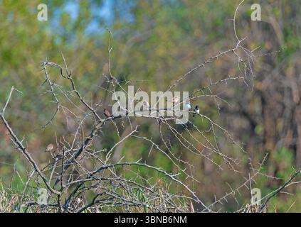 Un troupeau de Bronze Mannikin dans un Bush à épines près des chutes Victoria au Zimbabwe Banque D'Images