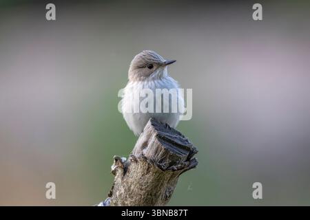Flycatcher tacheté, Muscicapa striata, perché sur un poteau de clôture en bois, Majorque, Espagne. Banque D'Images