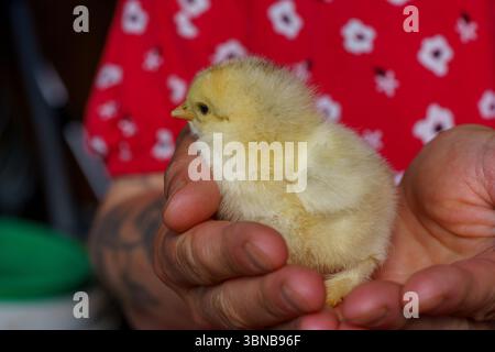 Gallus gallus domesticus famille Phasianidae genre Gallus petit poulet jaune Banque D'Images