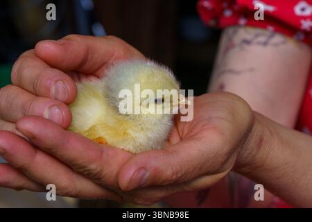 Gallus gallus domesticus famille Phasianidae genre Gallus petit poulet jaune Banque D'Images
