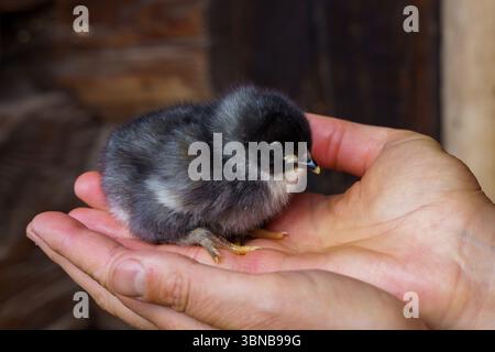Gallus gallus domesticus famille Phasianidae genre Gallus petit poulet noir Banque D'Images