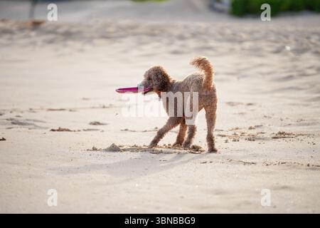 Labradoodle jouant sur la plage de sable avec Frisbee. Capture d'animaux s'amusant le jour d'été. Banque D'Images