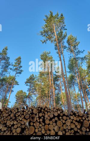 Pile de bûches de bois devant de grands pins contre un ciel bleu clair. Industrie forestière, récolte du bois et conservation de l'environnement. Banque D'Images
