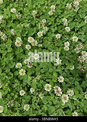Cette image montre une vue rapprochée, de haut en bas d'une tache de trèfle avec des feuilles vertes denses et des fleurs de trèfle blanc en floraison partielle. La composition comprend Banque D'Images