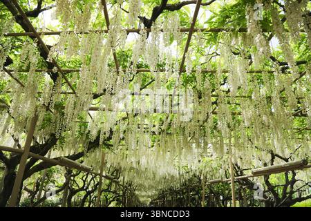 Belle vigne blanche Wisteria en pleine floraison - fleur de printemps du Japon Banque D'Images