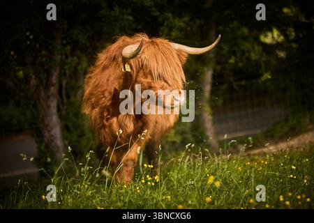 Silkstone, Barnsley, South Yorkshire. Une des vaches des Highlands de la ferme Banque D'Images