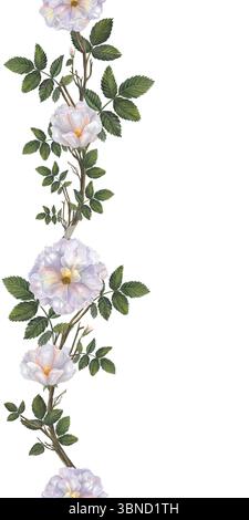 Aquarelle verticale bordure sans couture des fleurs de rose musquée, des branches et des feuilles. Illustration isolée sur fond blanc. Bordure verticale transparente Banque D'Images