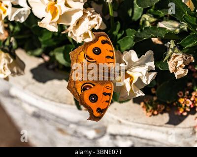 Junonia almana, un papillon oriental de couleur orange vif paon Pansy, repose sur des fleurs dans une jardinière devant une maison dans la préfecture de Fukuoka Banque D'Images