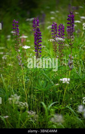 Fleurs de lupin en fleurs. Un champ de lupins. Fleurs violettes de printemps et d'été, fond flou. Banque D'Images