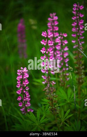 Lupins roses magnifiquement fleuris dans les prairies lettones pendant le solstice Banque D'Images