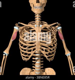 Cette illustration 3d montre les muscles coracobrachialis sur le squelette. Banque D'Images
