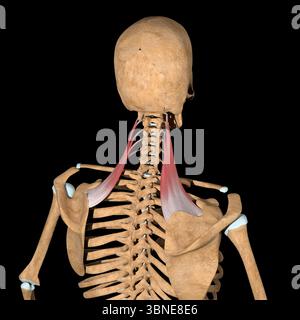 Cette illustration 3d montre les muscles de l'omoplate levator sur le squelette. Banque D'Images