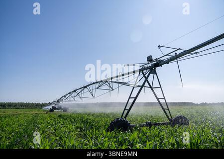 Système agricole d'irrigation à pivot sur champ de maïs Banque D'Images