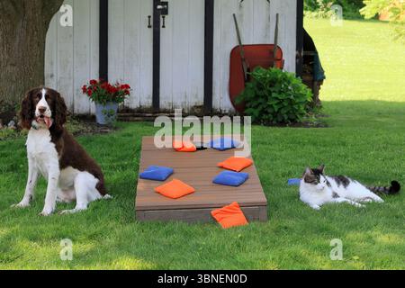Le chat boude après avoir perdu le jeu Cornhole au chien, tandis que le chien semble heureux Banque D'Images