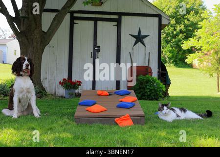 Le chat boude après avoir perdu le jeu Cornhole au chien, tandis que le chien semble heureux Banque D'Images