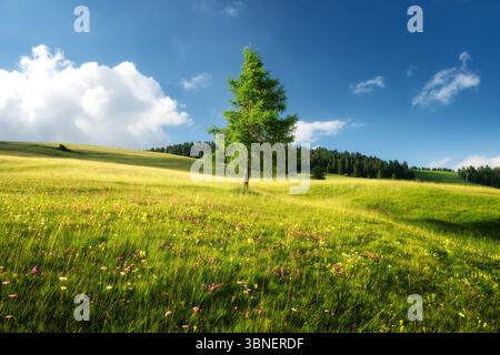 Mélèze solitaire poussant dans une prairie verte dans les Alpes Banque D'Images