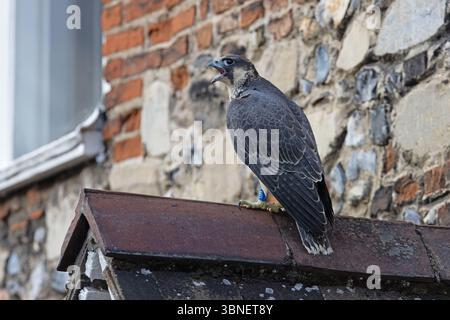 Faucon pèlerin (Falco peregrinus) jeune femelle Cathédrale de Norwich juin 2025 Banque D'Images