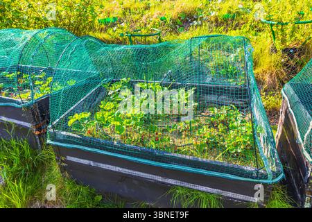 Housse de protection en maille verte installée sur le lit de jardin surélevé avec des plants de fraises dans le jardin. Suède. Banque D'Images