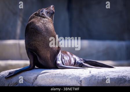 Rostock, Allemagne. 02 juillet 2025. Un phoque à fourrure africain prend le soleil sur une île dans le bassin d'eau de l'enclos de phoques nouvellement construit au zoo de Rostock. Après deux ans de construction, les phoques et les otaries à fourrure s'installent dans l'installation, qui consiste en une grande piscine d'eau salée. De grandes fenêtres offrent aux visiteurs des aperçus sous-marins. Crédit : Jens Büttner/dpa/Alamy Live News Banque D'Images