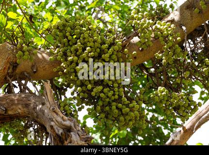 Un arbre inhabituel de forêts riveraines la figue de Sycamore porte ses fruits à partir de tiges sur le tronc et les branches. Il a également une stratégie de pollinisation unique Banque D'Images