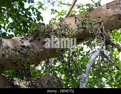 Un arbre inhabituel de forêts riveraines la figue de Sycamore porte ses fruits à partir de tiges sur le tronc et les branches. Il a également une stratégie de pollinisation unique Banque D'Images