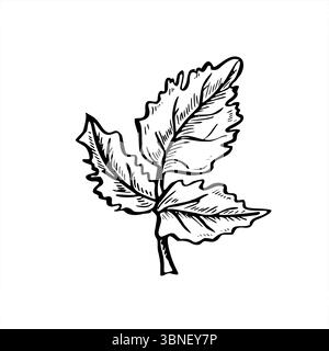 Gravure de feuille de persil peinte à l'encre noire. Illustration vectorielle monochrome de coriandre aromatique dessinée à la main. Herbe d'assaisonnement pour emballage alimentaire Illustration de Vecteur