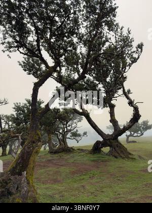 Arbres tordus anciens couverts de mousse dans la forêt brumeuse de Fanal, Madère. Moody, paysage de rêve avec une lumière douce et une atmosphère mystérieuse. Hikin surréaliste Banque D'Images