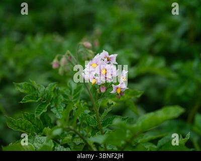 Gros plan d'une plante de pomme de terre en fleurs sur le champ de pommes de terre. Banque D'Images